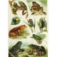 DToys Puzzle 1000 pièces : Encyclopedia : Grenouilles