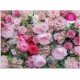 Puzzle 1000 pièces : Roses Anglaises