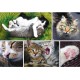 Trefl Puzzle 1500 pièces : Collage Juste des choses de chats