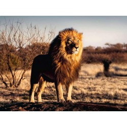 RAVENSBURGER Puzzle 1500 pièces : Lion