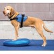 NC Disque D'équilibre Pour Animaux De Compagnie 36 Cm Bleu Fitpaws