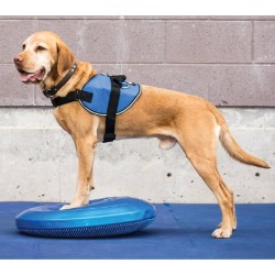 NC Disque D'équilibre Pour Animaux De Compagnie 36 Cm Bleu Fitpaws