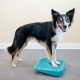 NC Rampe D'équilibre Pour Animaux De Compagnie 35x35x7 Cm Bleu Fitpaws