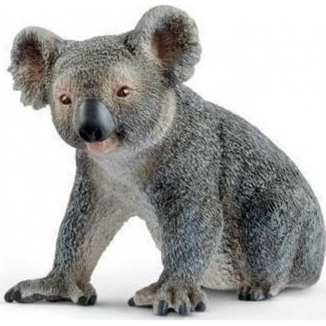 NC 14815 Koala