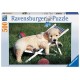 Ravensburger Puzzle 500 pièces - Golden Retriever