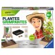 Ravensburger Plantes grimpantes