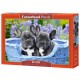 Castorland Puzzle Bouledogue Français Chiots, Puzzle 1000 Teiles