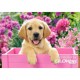 Castorland Puzzle Labrador chiot dans la boîte rose