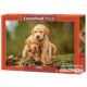 Castorland Puzzle Puppy Love, puzzle 500 pièces