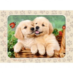 Castorland Puzzle Gloden Retriever Pups