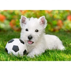 Castorland Puzzle Terrier blanc et football