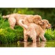 Castorland Puzzle Chiots par la rivière, puzzle 60 pièces