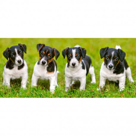 Castorland Puzzle Jack Russell Terrier Chiots